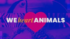 We Heart Animals